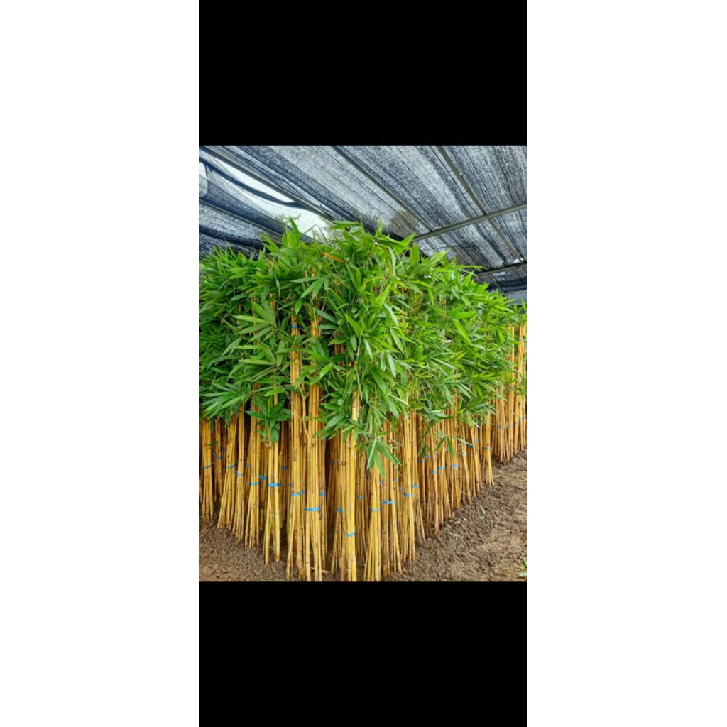 tanaman hias pohon bambu kuning/bambu kuning