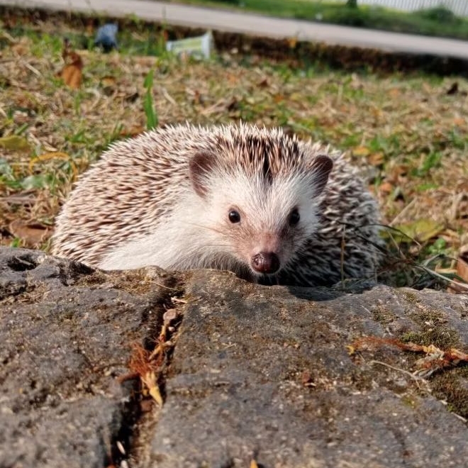 Landak mini / Hedgehog
