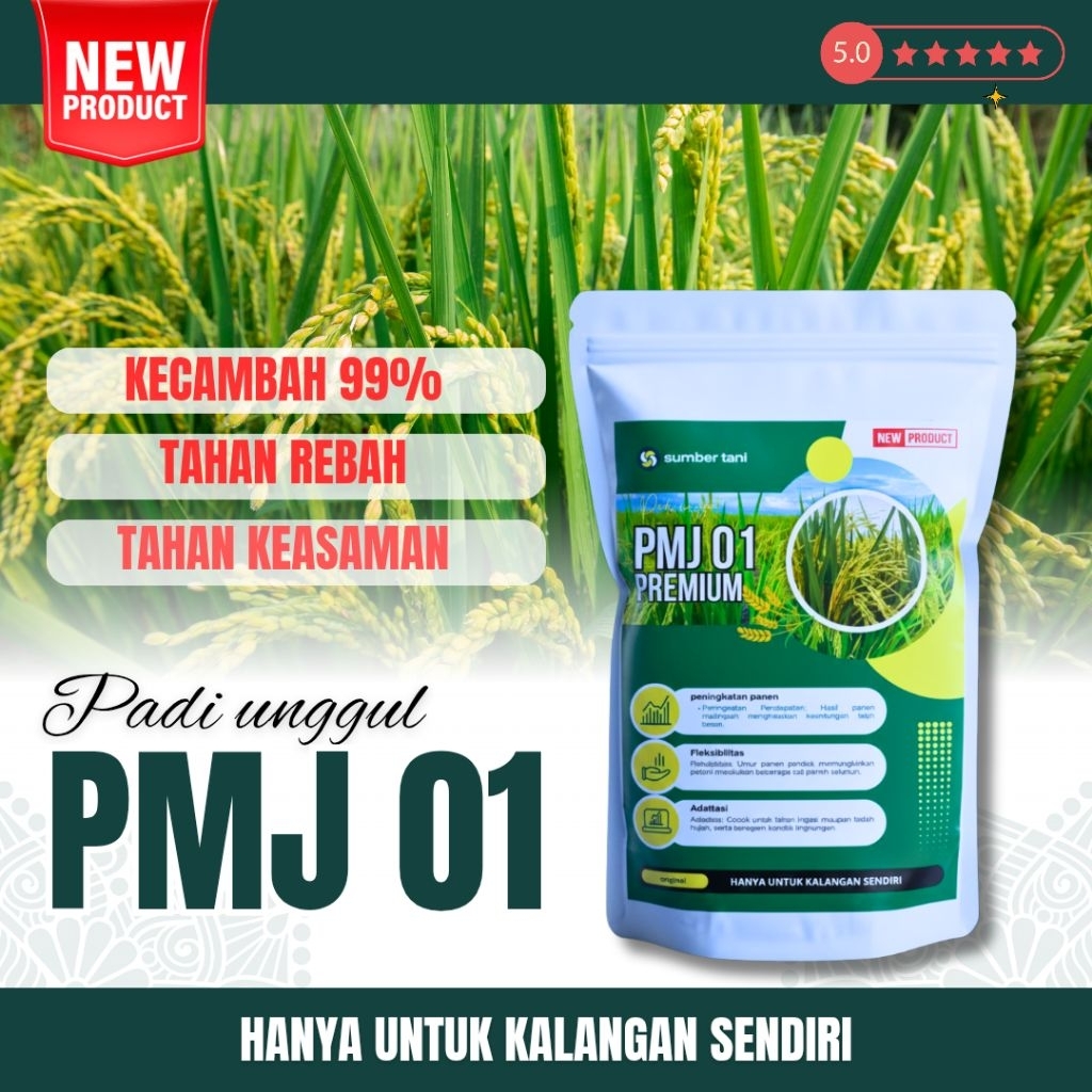 BIBIT BENIH PADI PMJ 01 ASLI BERKUALITAS