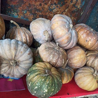 Labu Kuning Super Segar / labu kolak Segar