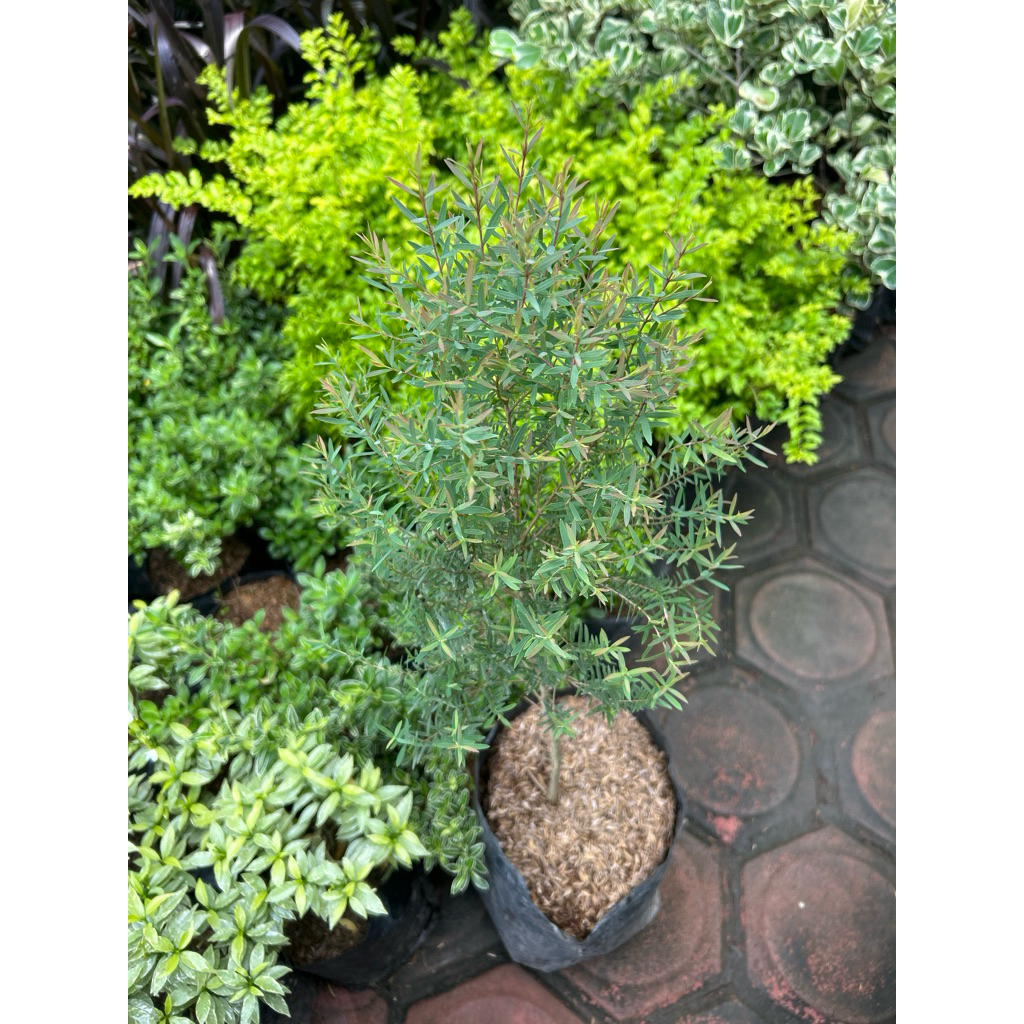 Minyak kayu putih Micro