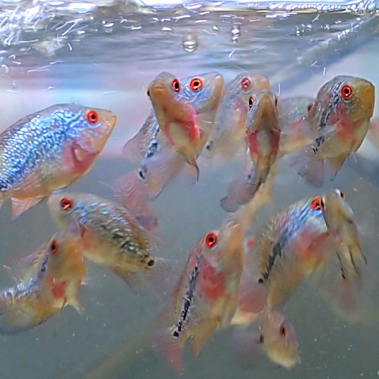 Beli 3 BONUS 1 - Ikan Hias Anakan Lohan Louhan SRD Remajaan Size +/- 5 cm Burayakan Grade A