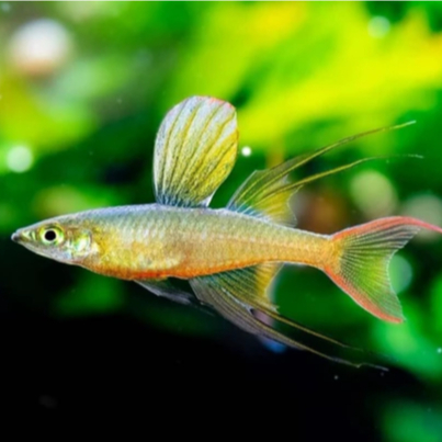 Iriatherina werneri | ikan hias aquascape (irian terina) | ikan hias aquascape