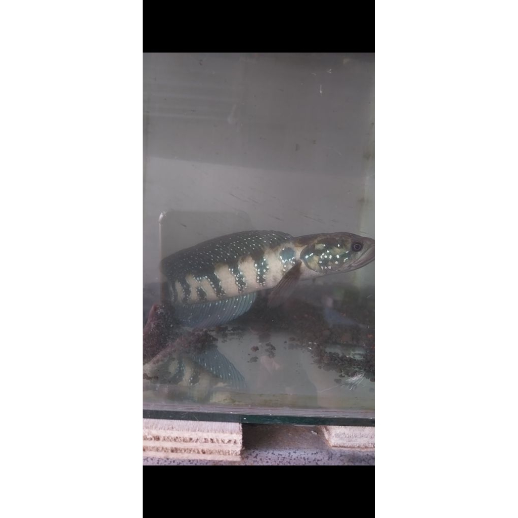 Hiasan Akuarium Channa Asiatica WS single Tank Jumbo