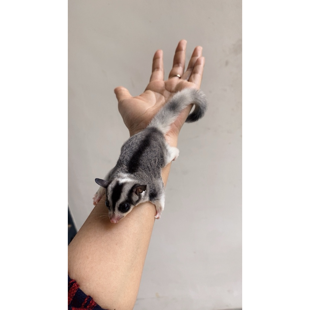 sugar glider mozaik