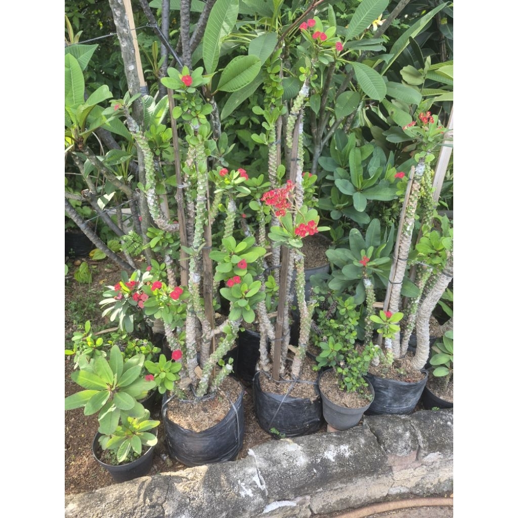 TANAMAN HIAS BUNGA EUFORBIA TINGGI -+80CM