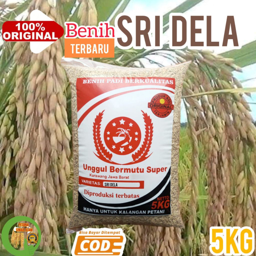 BIBIT PADI SRI DELA SUPER 5KG TERBARU BERBOBOT HASIL TINGGI