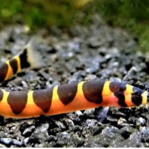 kuhli loach | ikan hias aquascape kuhli loach | ikan hias aquascape