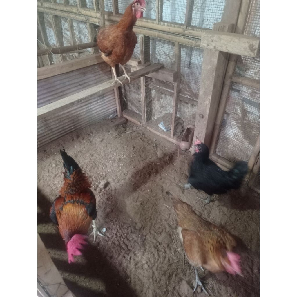 Telur fertil ayam ULU