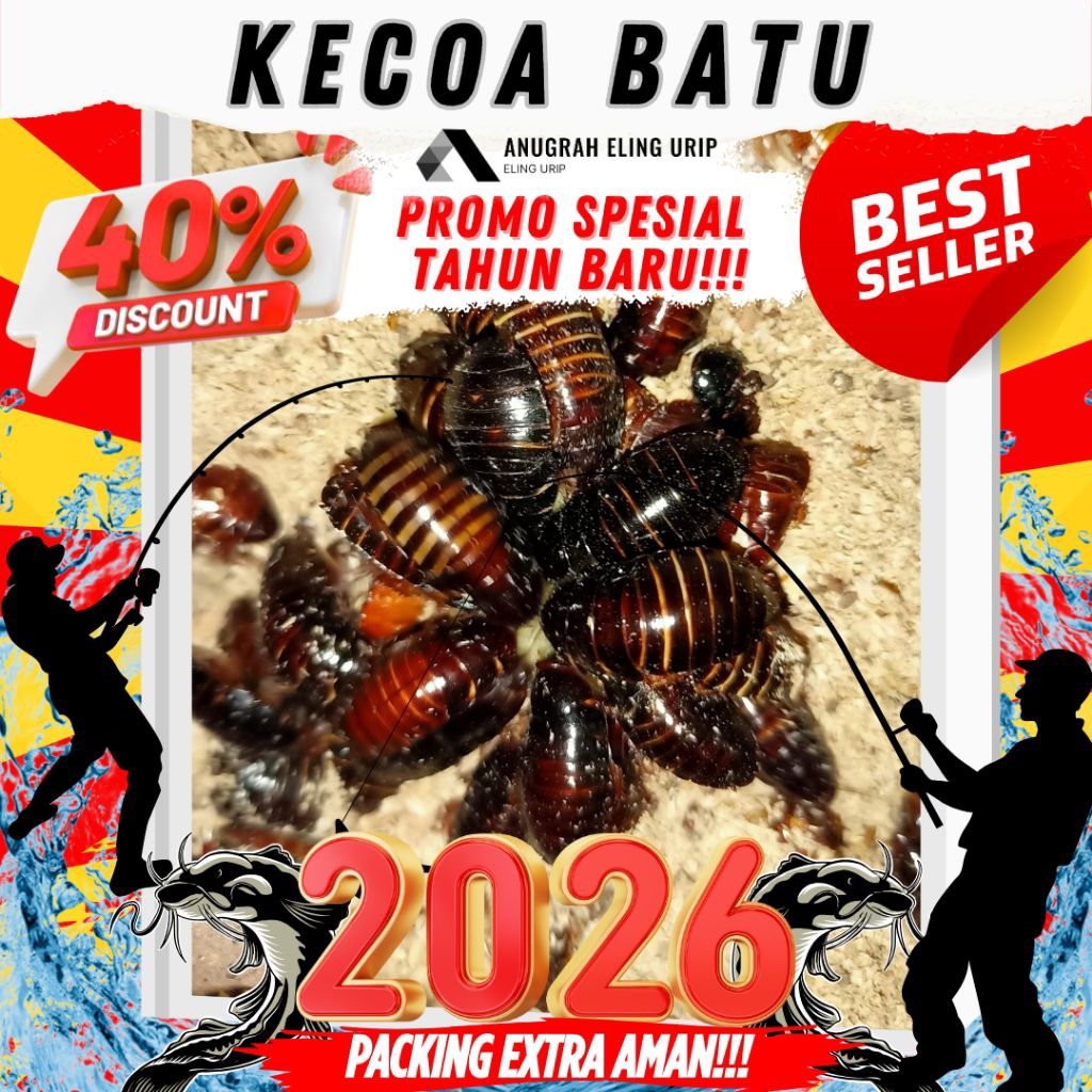 Kecoa batu/keterlak/ceremende umpan lele gacor kualitas babon2