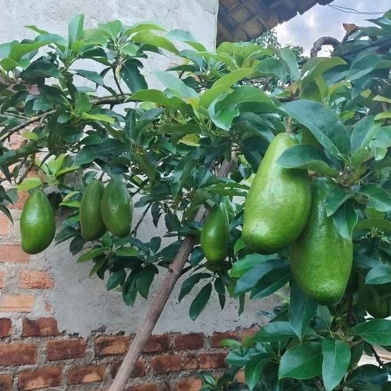 Bibit Alpukat Siger Sibatu Bibit Alpukat Genjah Mentega Premium