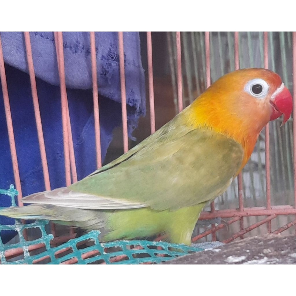 BURUNG LOVEBIRD PASJO PAUD "sesuai foto dan video" satuan