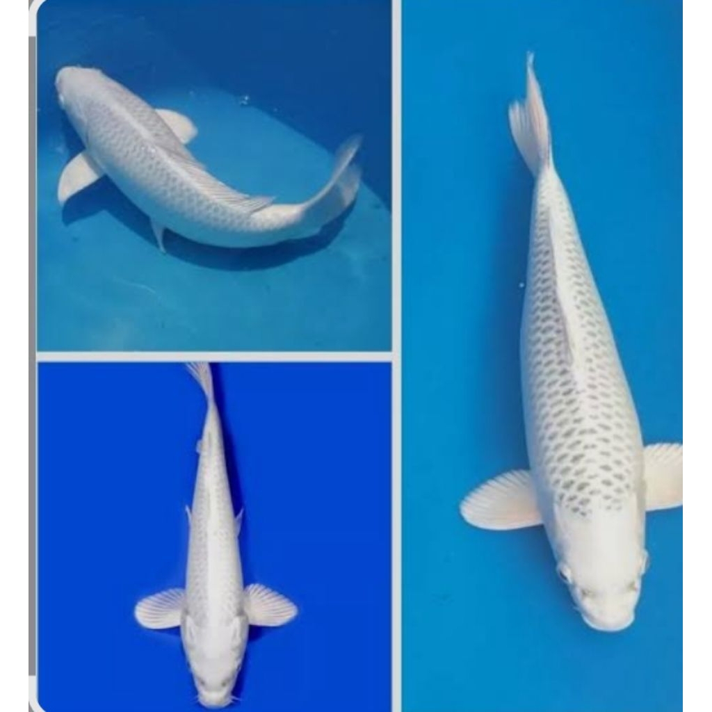 UNIQUE.PS-KOI PLATINUM/OGON 13-15CM