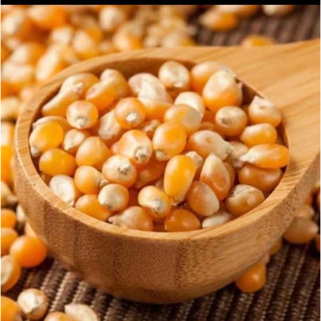 jagung popcorn mentah 1KG