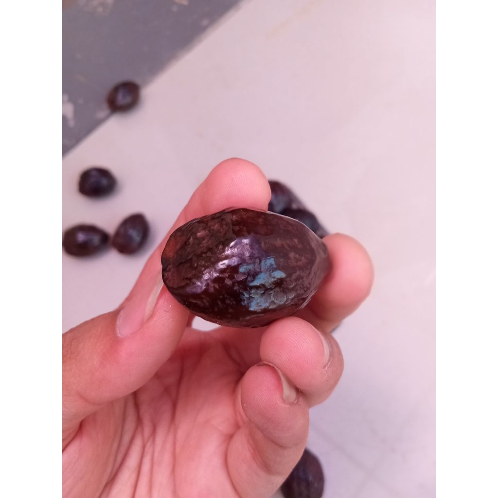 muncang adu Jawa Arin siap adu