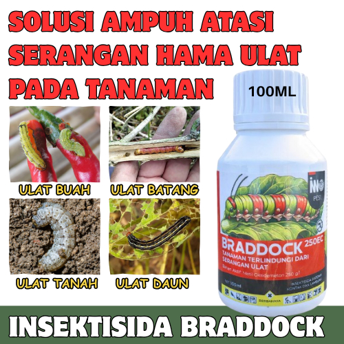 Braddock Insektisida Pembasmi Hama Ulat Sundep Kupu Putih Wereng Walang Sangit Ampuh Original