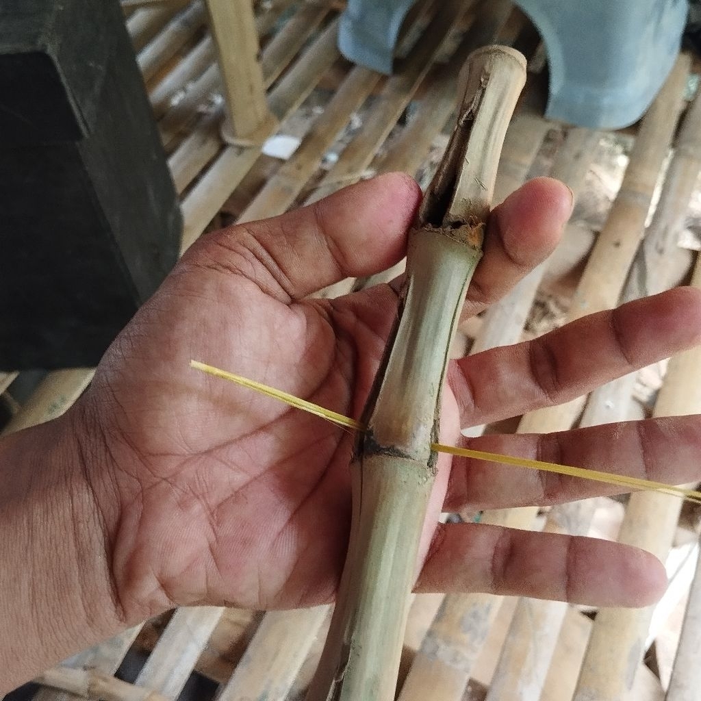BAMBU BOLONG TEMBUS TIDAK LURUS