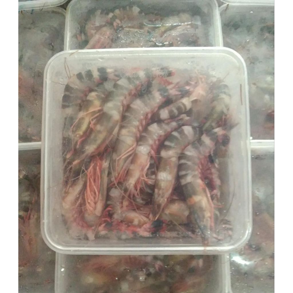 udang windu 1kg halal murah bandung