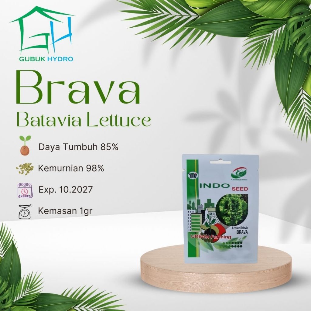 Benih Selada Batavia Brava (Indoseed) - Kemasan 1 Gram