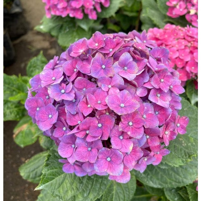 Bunga Potong Hortensia Ungu Import, Isi 1pcs