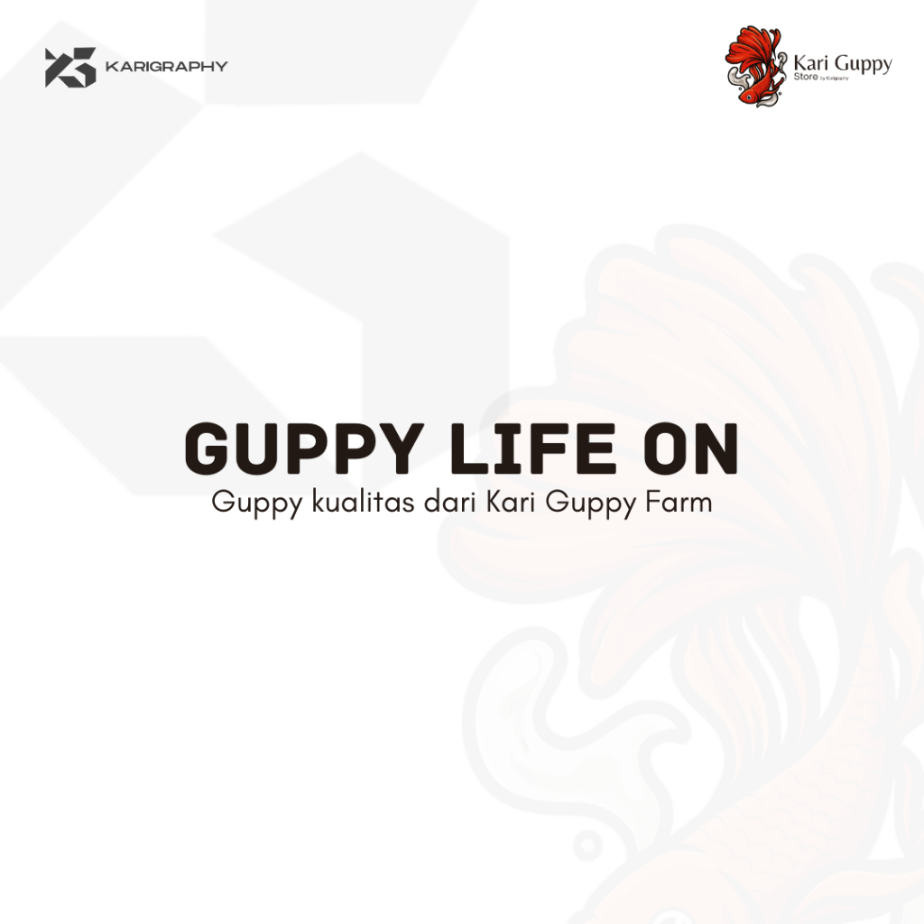Guppy by Kari Guppy Farm | Hiasan Akuarium | Hiasan Aquascape | Koleksi | Premium Guppy