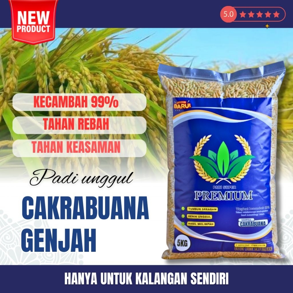 Benih-benih padi unggul cakrabuan 04 ( BENIH BIBIT PADI UNGGUL CAKRABUANA 04 )