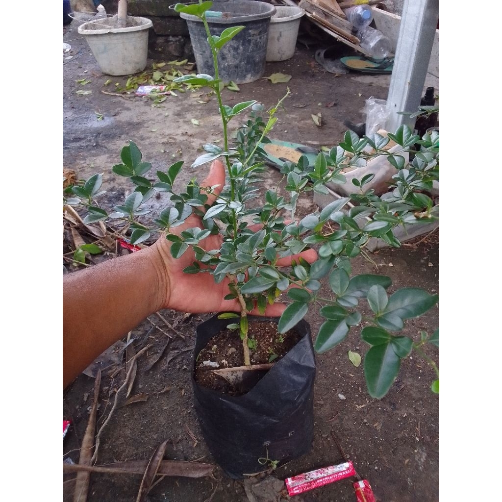 BAHAN BONSAI JERUK KINKIT