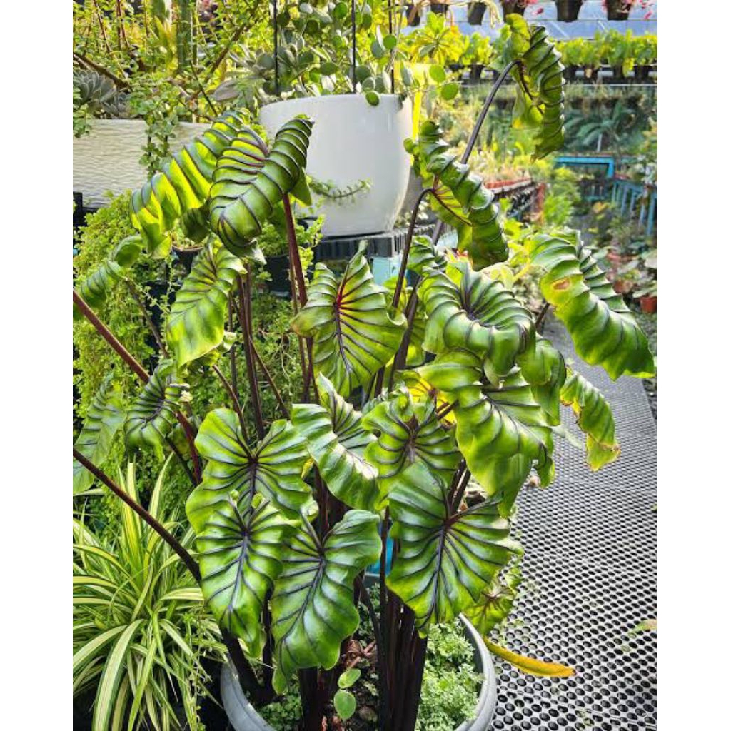 [NEW] Colocasia pharaoh's mask