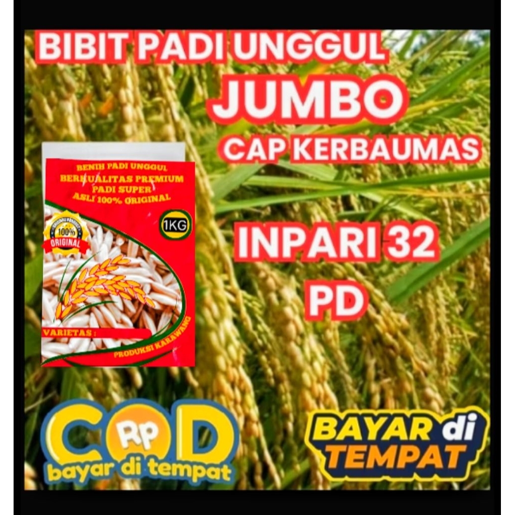 BENIH PADI INPARI 32 JUMBO UNGGUL KEMASAN 1KG