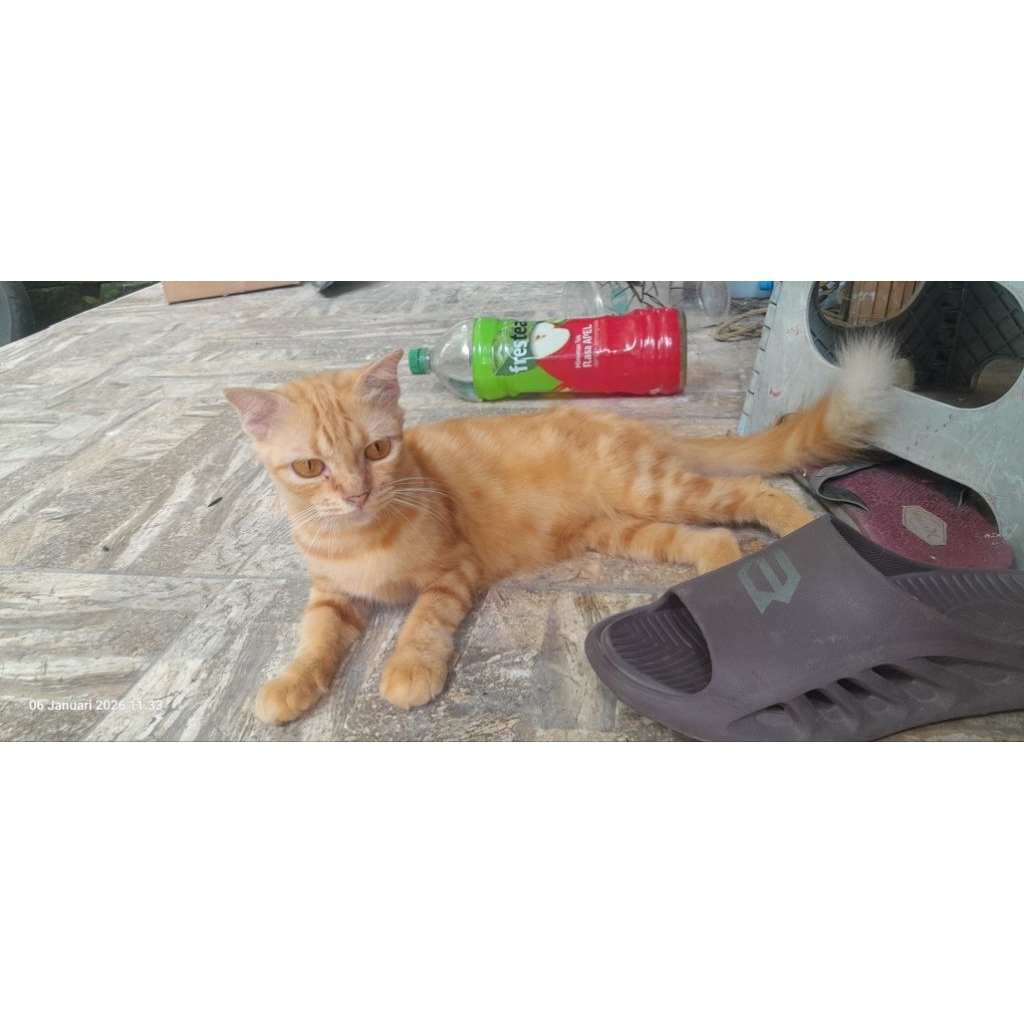 Kucing kitten ras scottish fold non pure dan scottish straight