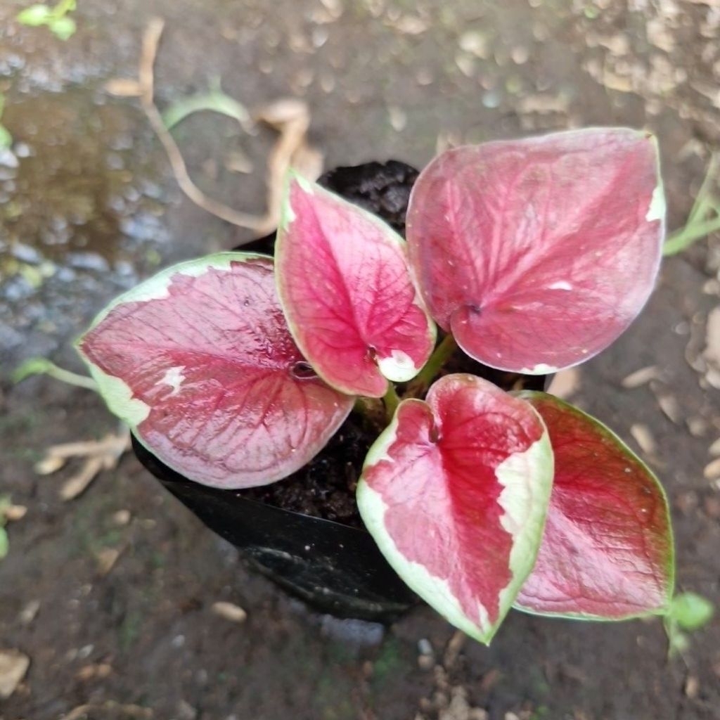Caladium Dwi Warna