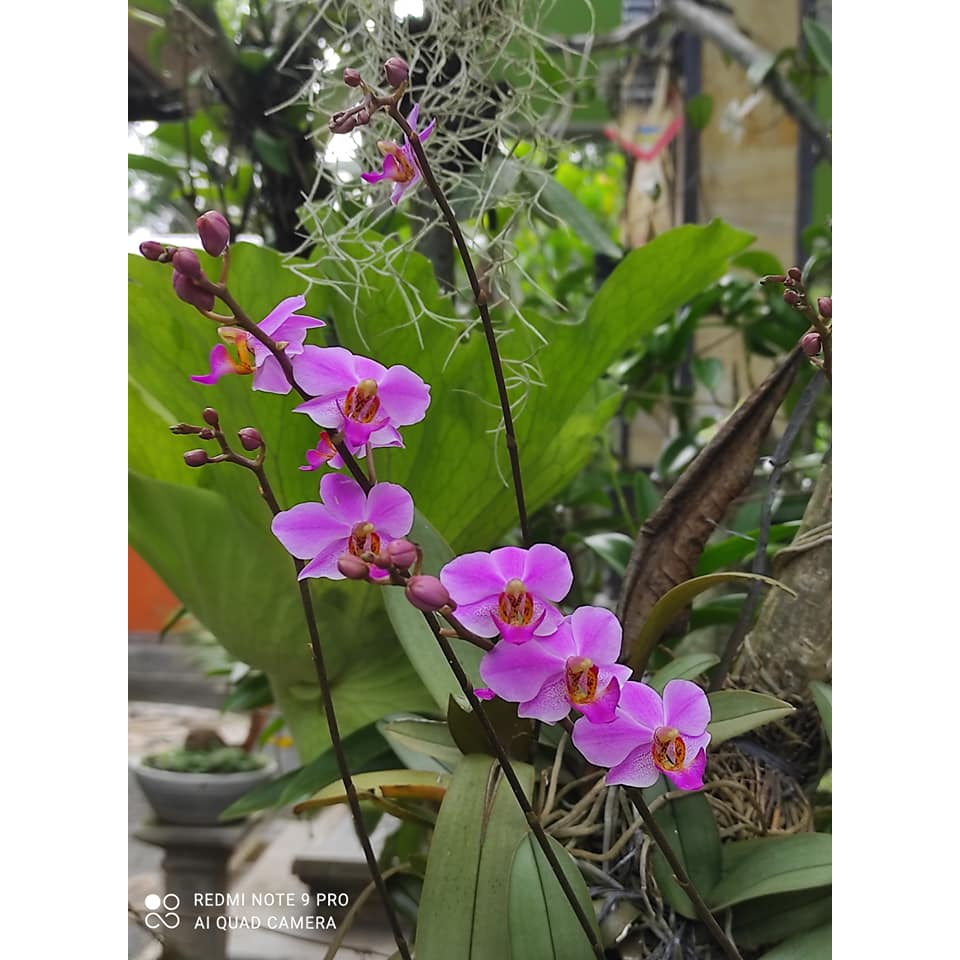 Anggrek Bulan Doritis (Phalaenopsis Bonita)