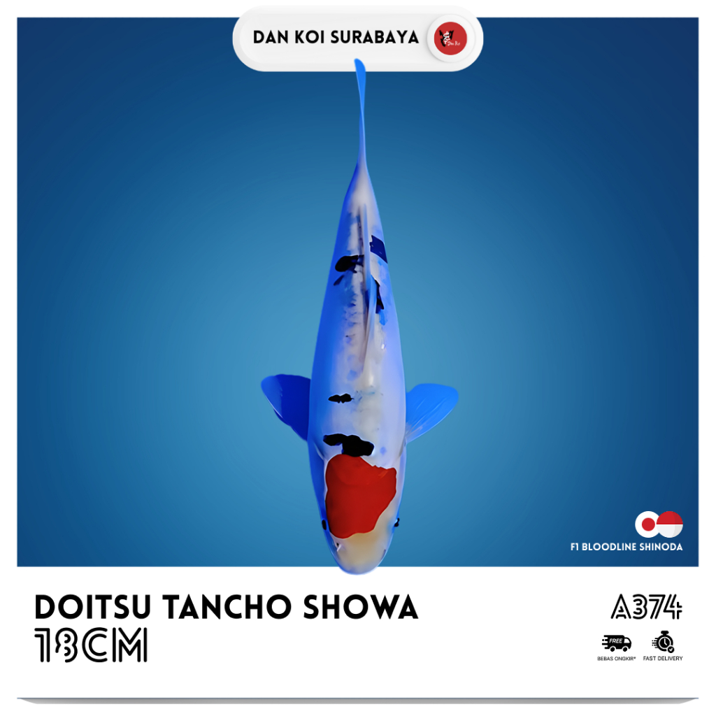 Ikan Koi Doitsu Tancho Showa F1 Bloodline Shinoda Kode A374