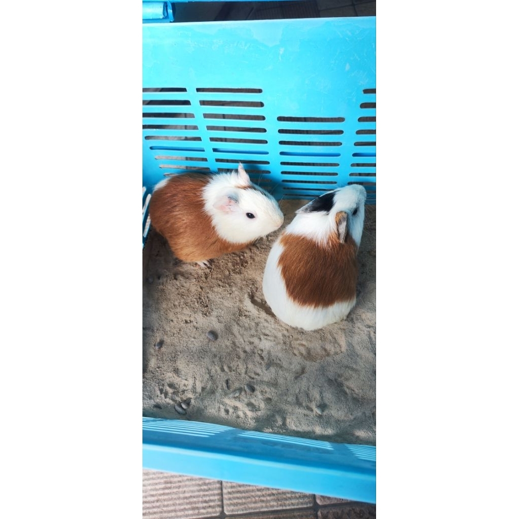 Marmut Guinea Pig (Sepasang)