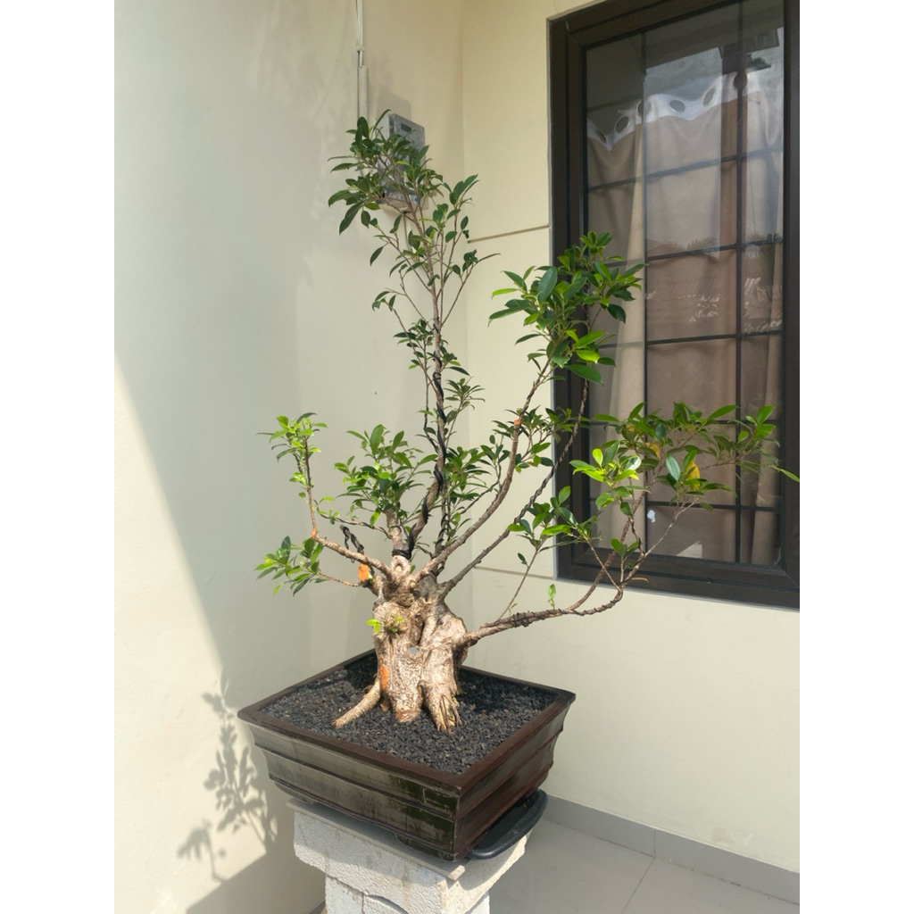 bonsai ficus beringin kimeng besar