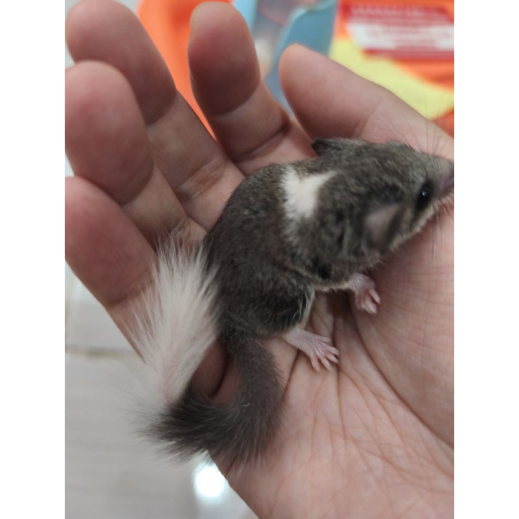 African Pygmy Dormice / Tupai Micro