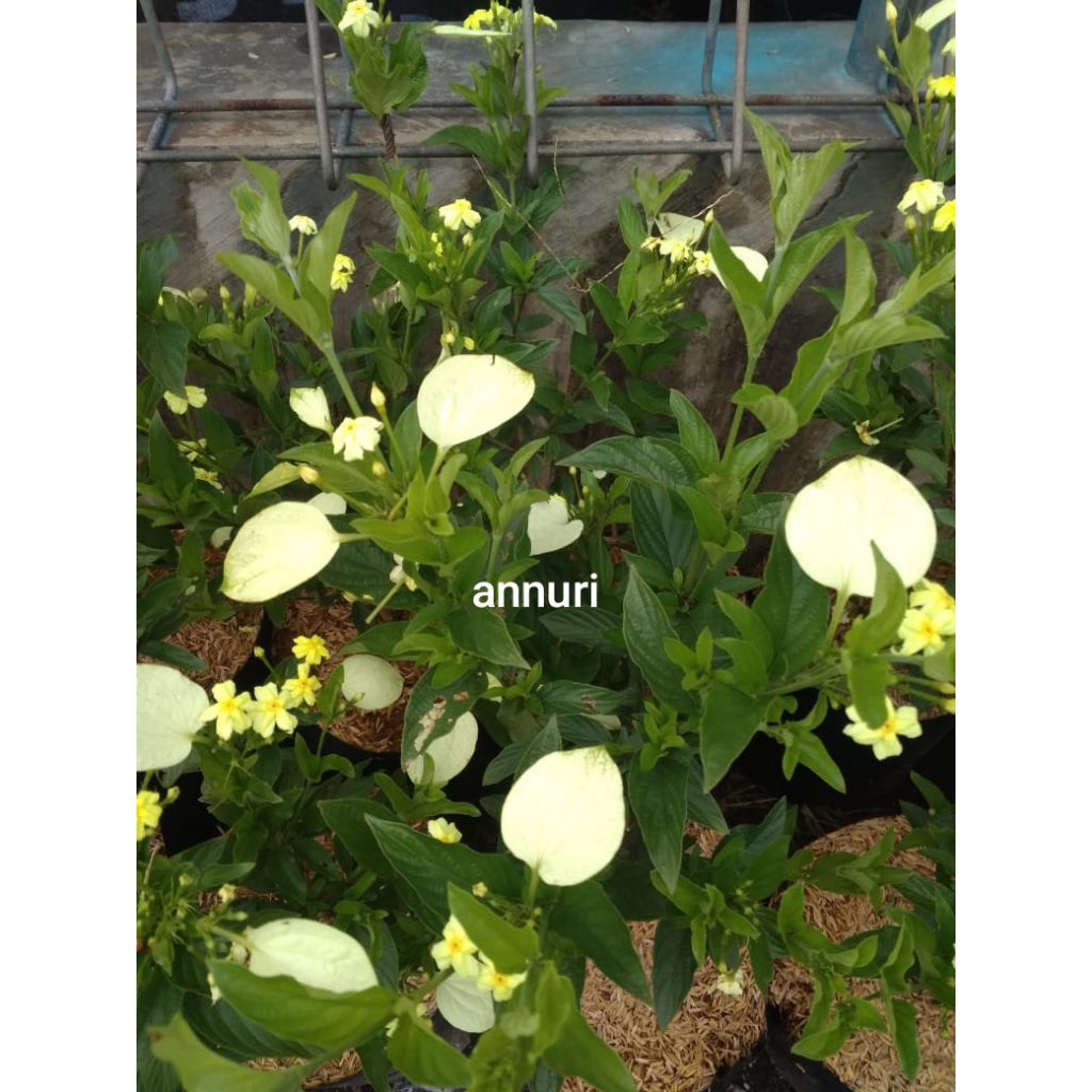 tanaman nusa indah kuning