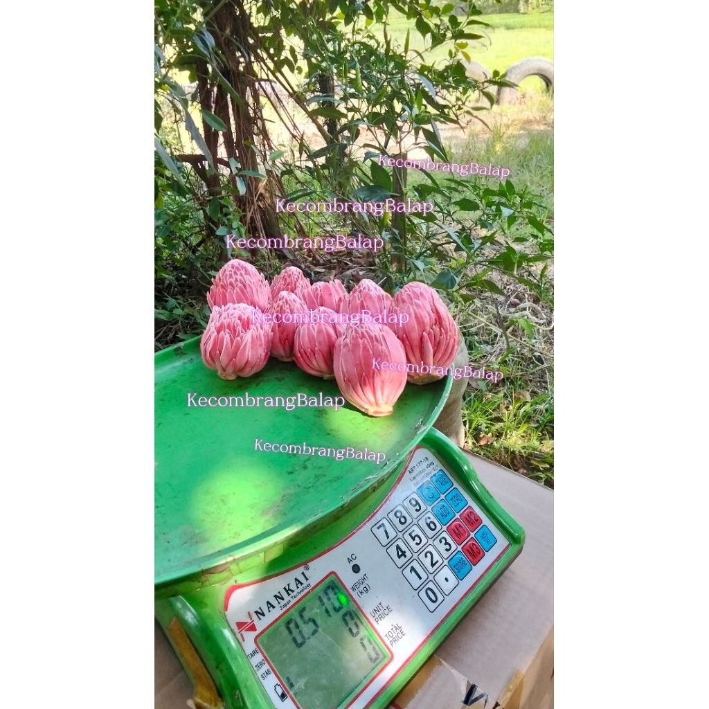 KECOMBRANG SEGAR-KECOMBRANG FRESH-KECOMBRANG PER KG-KECOMBRANG MERAH