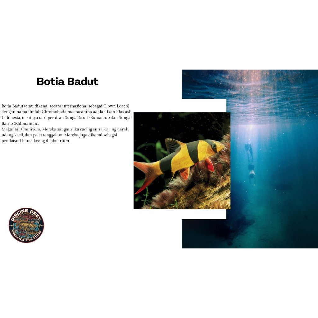 JUAL BOTIA BADUT/MACAN 4-8 CM HIASAN AQUARIUM/AQUASCAPE