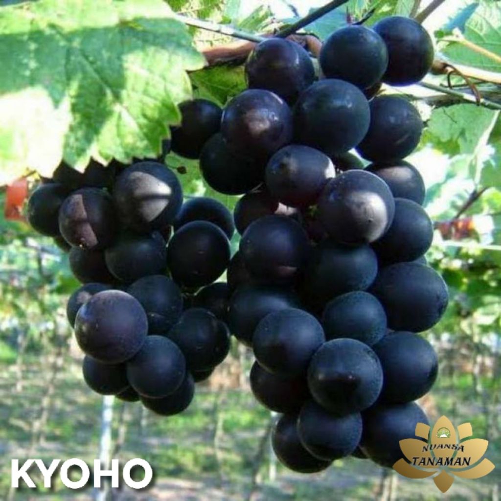 Tanaman Pohon Buah Anggur Import Kyoho Siap Tanam/Pohon Buah Anggur Kyoho Siap Tanam