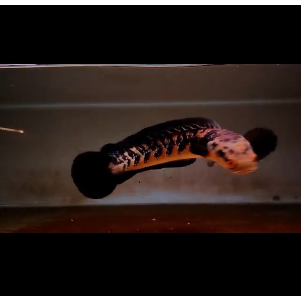 chana maru yellow Sentarum 40cm