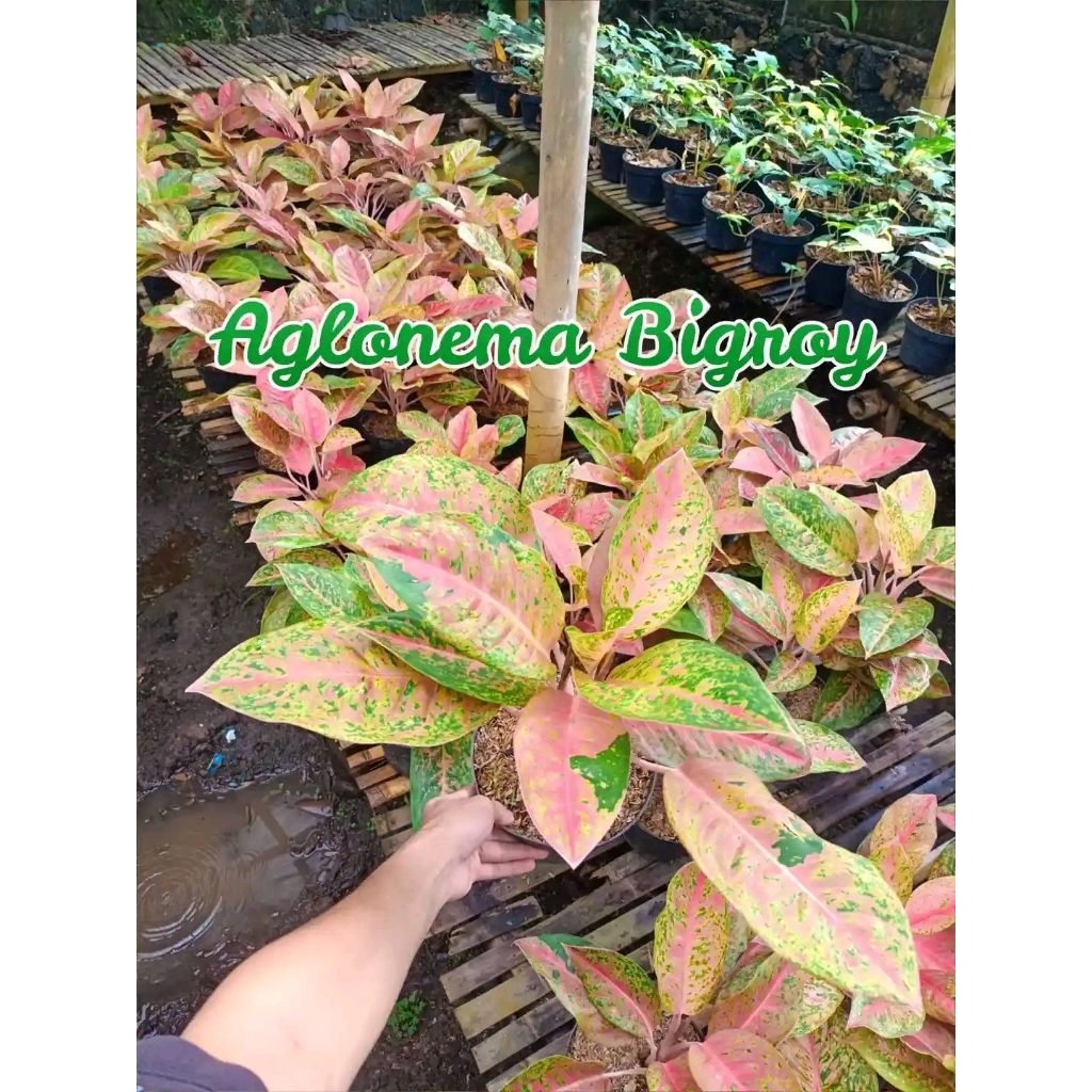 Aglonema Bigroy Rimbun Remaja Termurah
