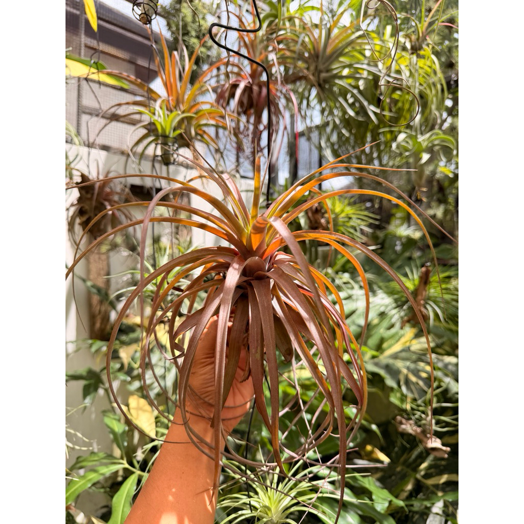 Tillandsia Love Knot (Streptophylla x Capitata Red)