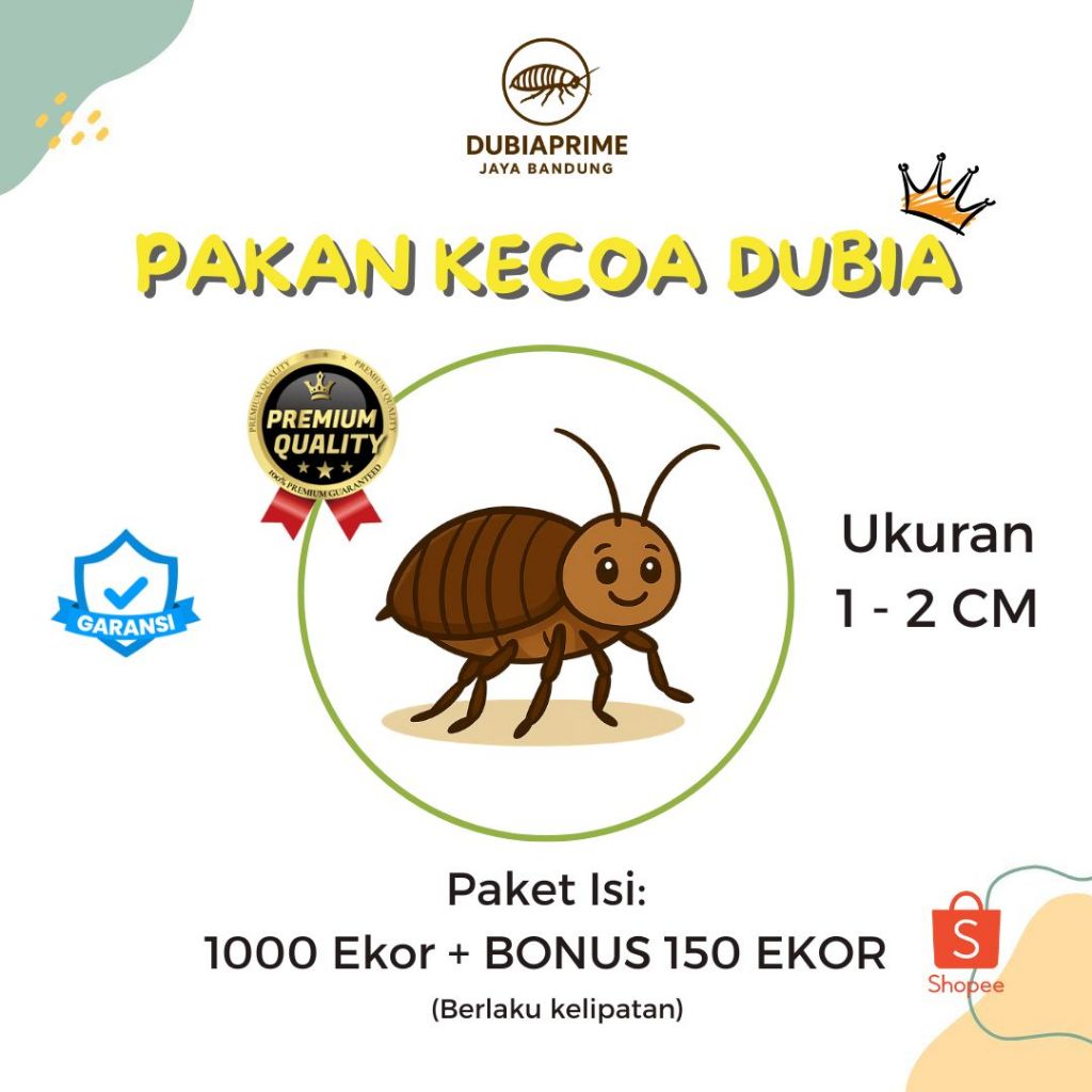 MURAHH PAKAN HIDUP KECOA DUBIA 1 - 2 CM (ISI 1000 + BONUS 150 EKOR) JUJUR AMANAH BERGARANSI