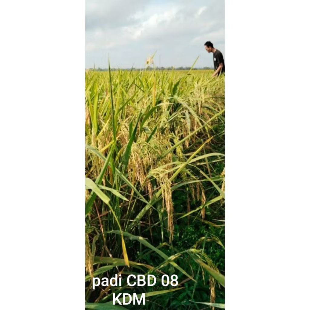BIBIT PADI CBD 08 KEMASAN 1 KG BIBIT PADI UNGGUL