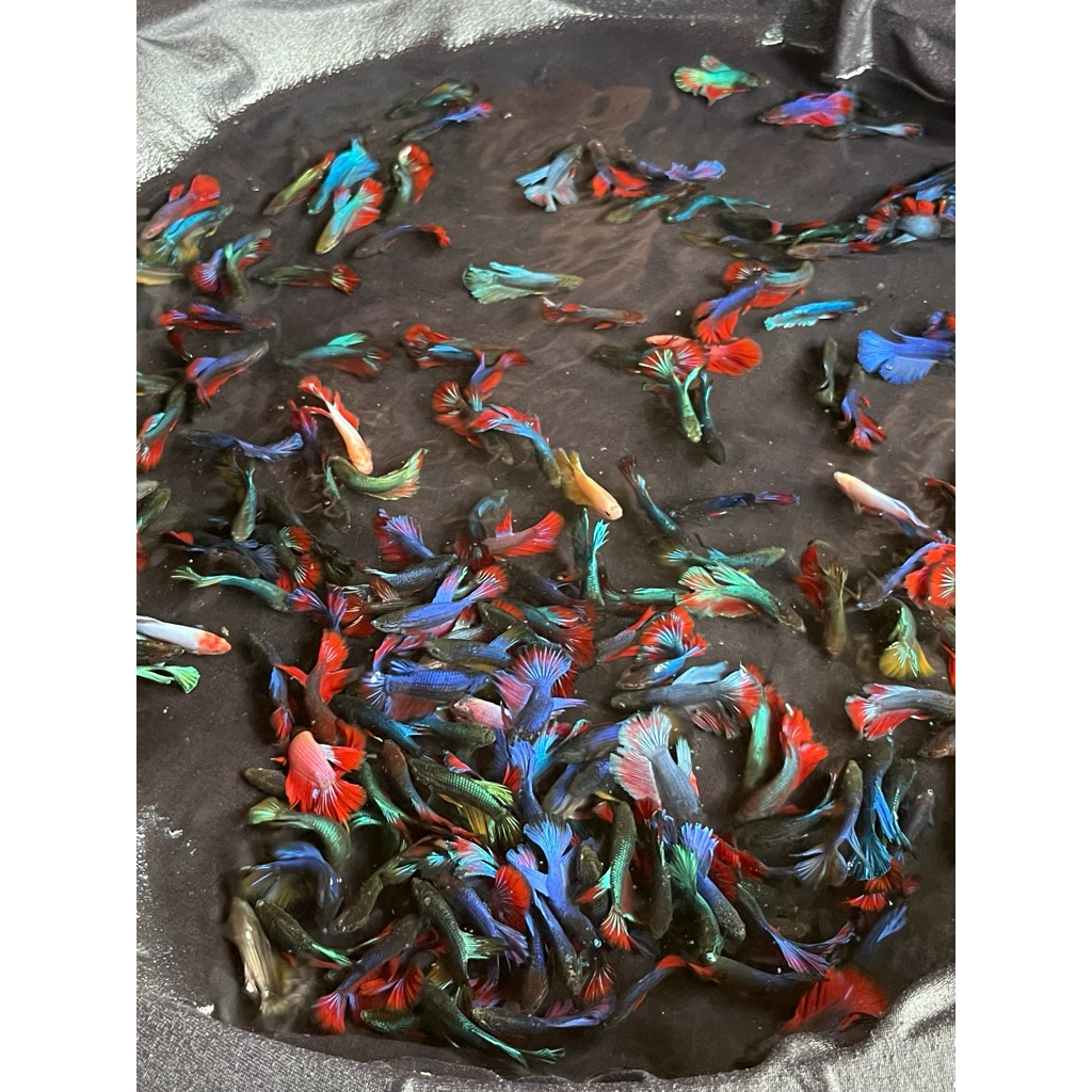 cupang halfmon | cupang hm murah ukuran L