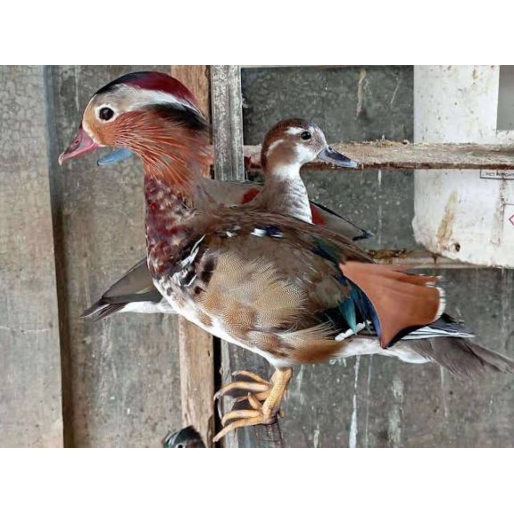 Telur fertil bebek mandarin jumbo siap untuk d tetaskan