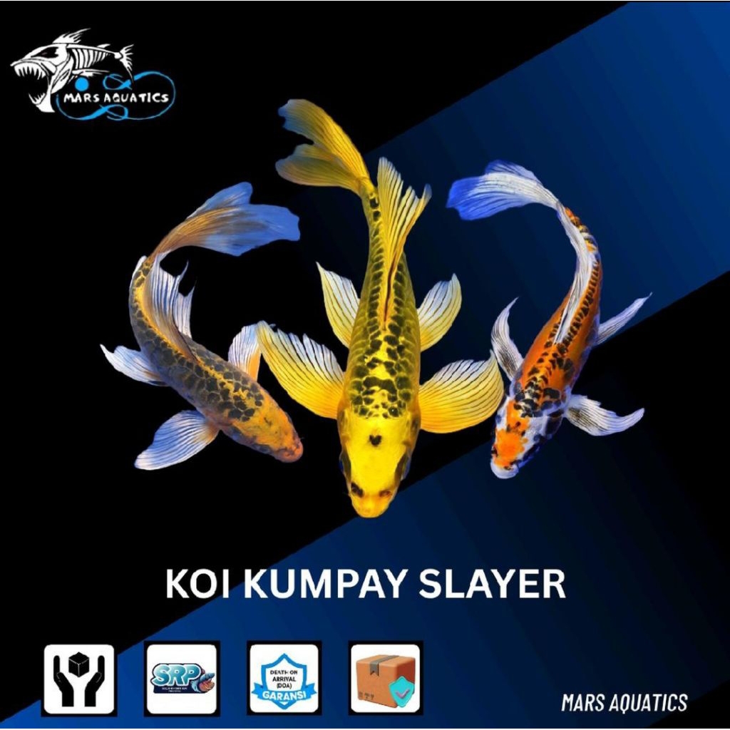 Ikan Hias Ikan Koi Kumpay Slayer Metalic
