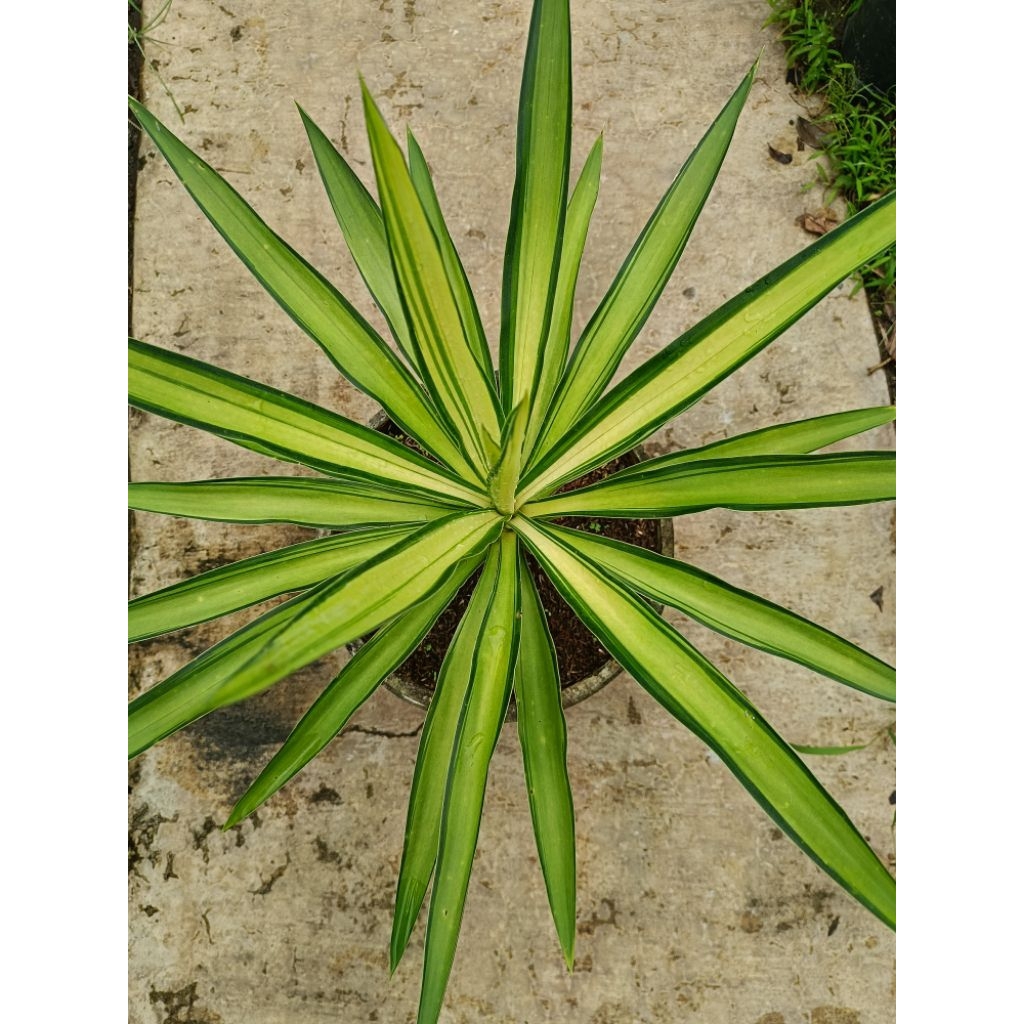 Tanaman Hias Tombak Yucca Variegata
