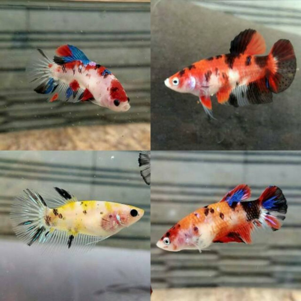 IKAN CUPANG BETINA FULL TELUR